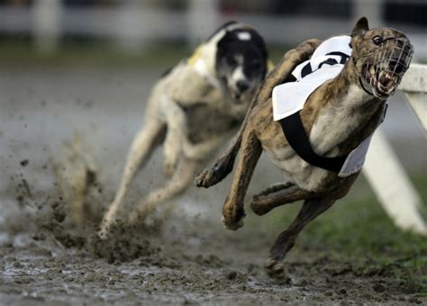 corrida de galgos bets